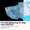 (Video) First Anti-Aging Drug for Dogs Nears Approval