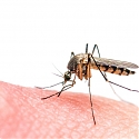 Graphene Clothing Prevents Mosquitoes from Being Attracted to Skin