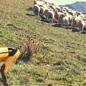 (Video) Boston Dynamics Robot Herd Flock of Sheep in New Zealand