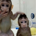 (PDF) Scientists Just Cloned Monkeys. Humans Could Be Next