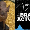 (Video) Elon Musk Shows Off Neuralink's Brain Implant in Pigs