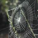 From Spider Silk Shoes to Algae Fuel, Welcome to the New Age of Biotech