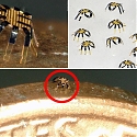 (Video) Tiny Robotic Crab is Smallest-Ever Remote-Controlled Walking Robot