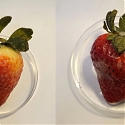 Edible CBD Coating Keeps Fruit Fresher for Longer