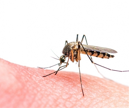 Graphene Clothing Prevents Mosquitoes from Being Attracted to Skin