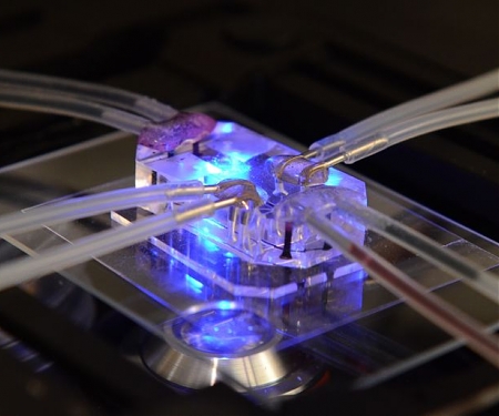 Human Organs-on-Chips wins Design of the Year 2015