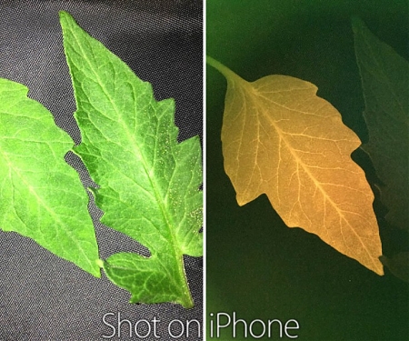 (Video) InnerPlant Raises $5.65M to Turn Plants Into “Living Sensors” and Mitigate Crop Loss