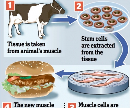 (Infographic) What is the Future of Meat ?