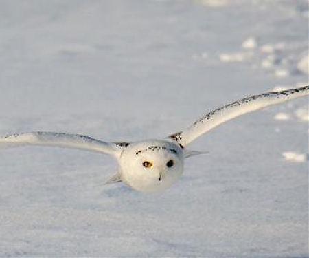 (Video) Owls Inspired Scientists to Create a New Noise-Reducing Material