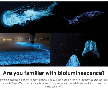 (Video) Glowee - Sustainable Light from Bacteria