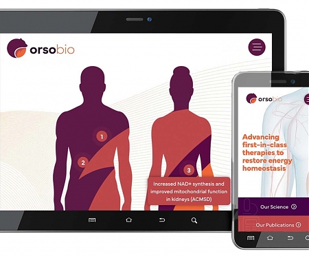 Lilly-backed OrsoBio Raises $67M for Slate of Obesity Drugs as Combinations Take Root
