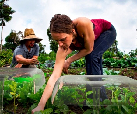 Agrodomes Are Individual Greenhouses for Budding Crops