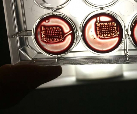 (Paper) Scientists Transform Blood Into Regenerative Materials