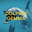 (Video) DolphinGemma : How Google AI is Helping Decode Dolphin Communication