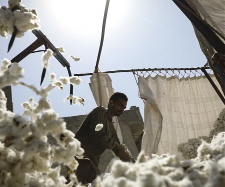 The Brewing Controversy Over the Cotton in Your T-Shirt