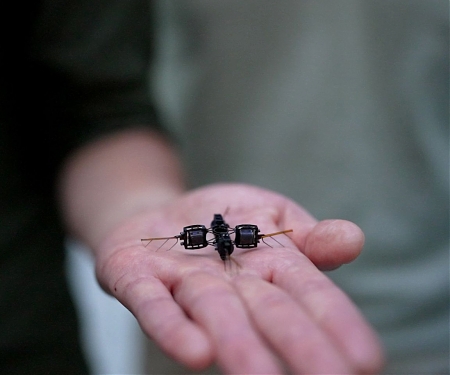 (Video) MIT Develops Robotic Bee That Can Flip And Hover, And Could Pollinate Plants On Other Planets