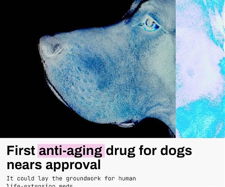 (Video) First Anti-Aging Drug for Dogs Nears Approval