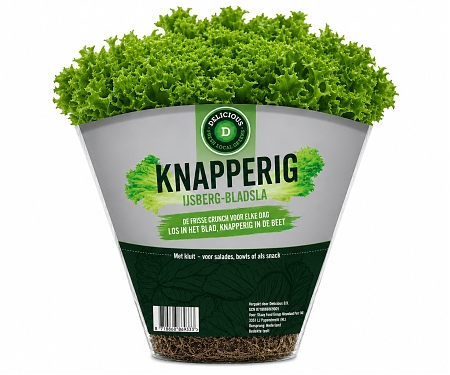 Iceberg Leaf Lettuce