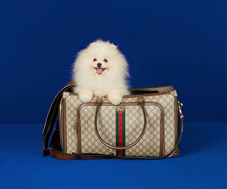 Inside China’s Booming $83B Pet Market