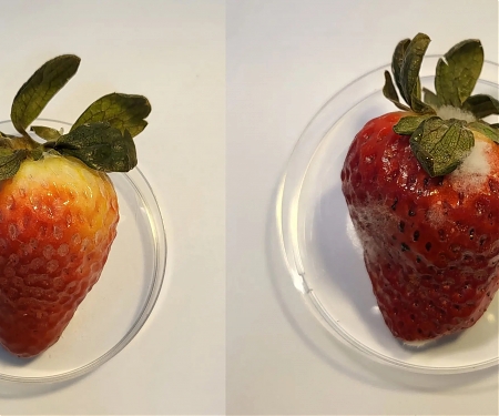 Edible CBD Coating Keeps Fruit Fresher for Longer