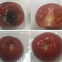 Clay-Based Antimicrobial Packaging Keeps Food Fresh