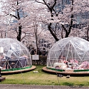 The Big Business of Japan’s Cherry Blossoms