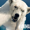 Animal Selfies Come to the Rescue in WWF Japan Campaign