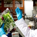 Biodegradable Packages Will Keep Your Food Fresh