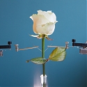 Six Million Dollar Plant : Scientists Grow Cyborg Roses