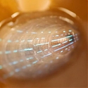 (Video) Limpet's Could Inspire Next-gen Transparent Displays