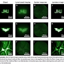 (Paper) A Minimally Invasive Lens-Free Computational Microendoscope