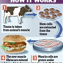 (Infographic) What is the Future of Meat ?