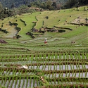 Rice Prices Spike to Highest Level Since 2011