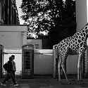 A Zoo of Wild Animals on European City Streets