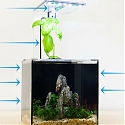 EcoQube C Fish Tank Uses a Plant to Clean its Water