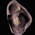 Researchers Generate 3-D Virtual Reality Models of Unborn Babies