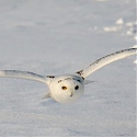 (Video) Owls Inspired Scientists to Create a New Noise-Reducing Material