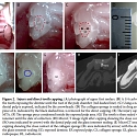 (PDF) Scientists Find Alzheimer's Drug Makes Teeth Grow Back - Tideglusib