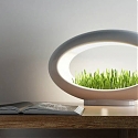 Grasslamp - The Modern Desktop Garden