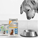 An Uptick in Clicks and Bricks for Pet Food: An Omnichannel Perspective