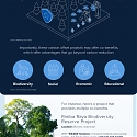 (Infographic) A Complete Visual Guide to Carbon Markets