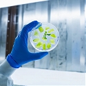 Food Tech Startup, BioBetter is Turning Tobacco Plants Into Bioreactors