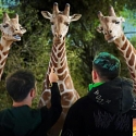 (Video) World’s First ‘Hologram Zoo’ Opens To Let You Interact With Animals Up Close